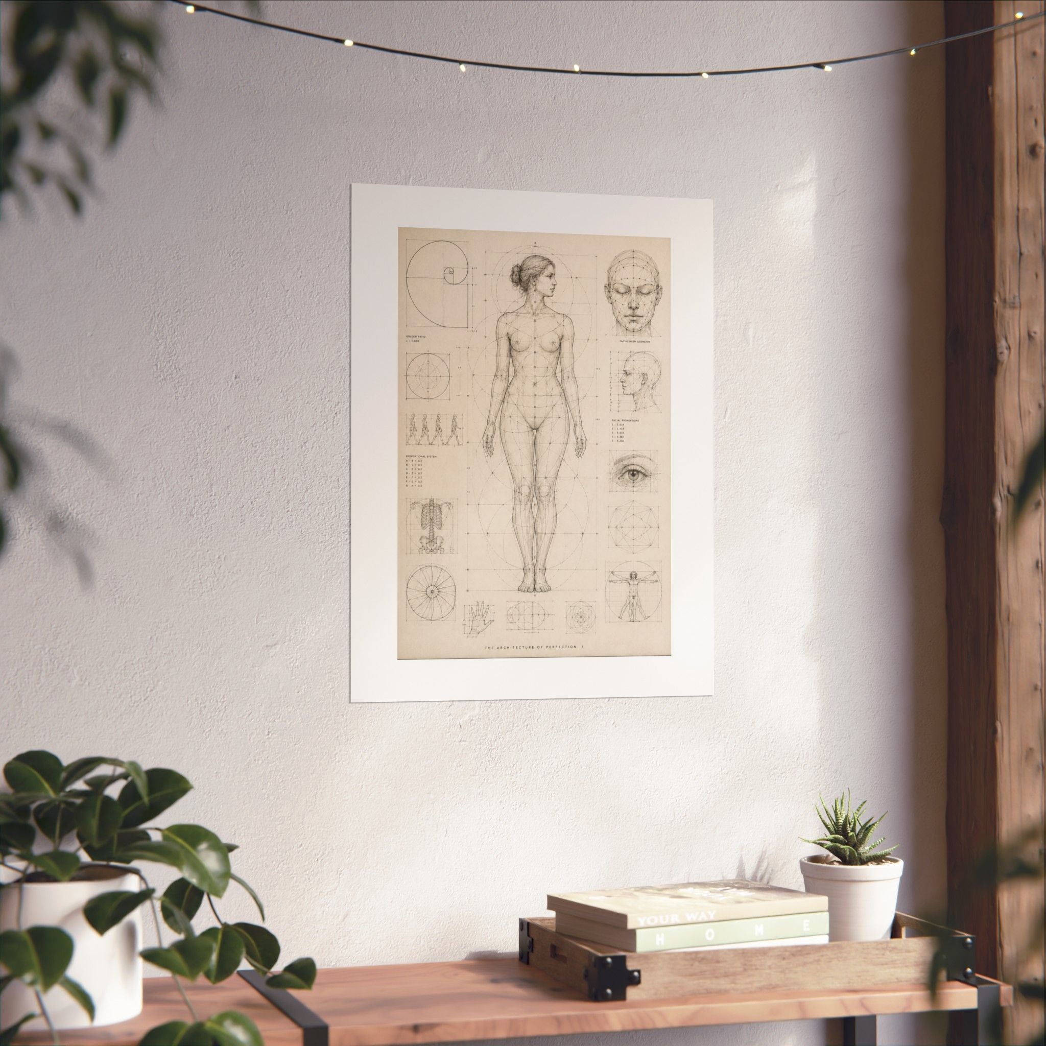 Anatomical Study Matte Poster — Vintage Human Proportions Print