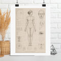 Anatomical Study Matte Poster — Vintage Human Proportions Print