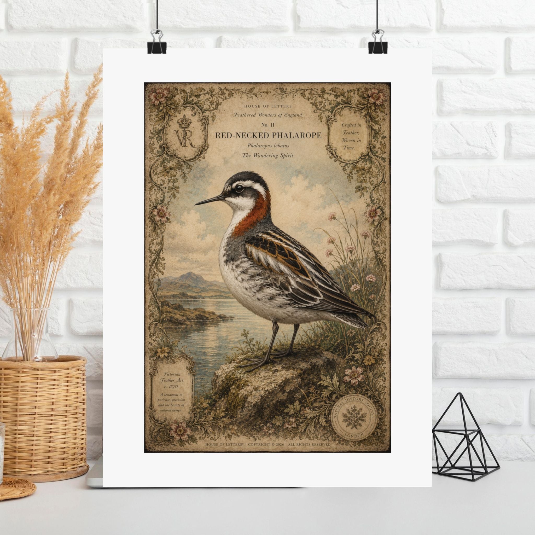 Vintage Shorebird Poster — Red-necked Phalarope Matte Print