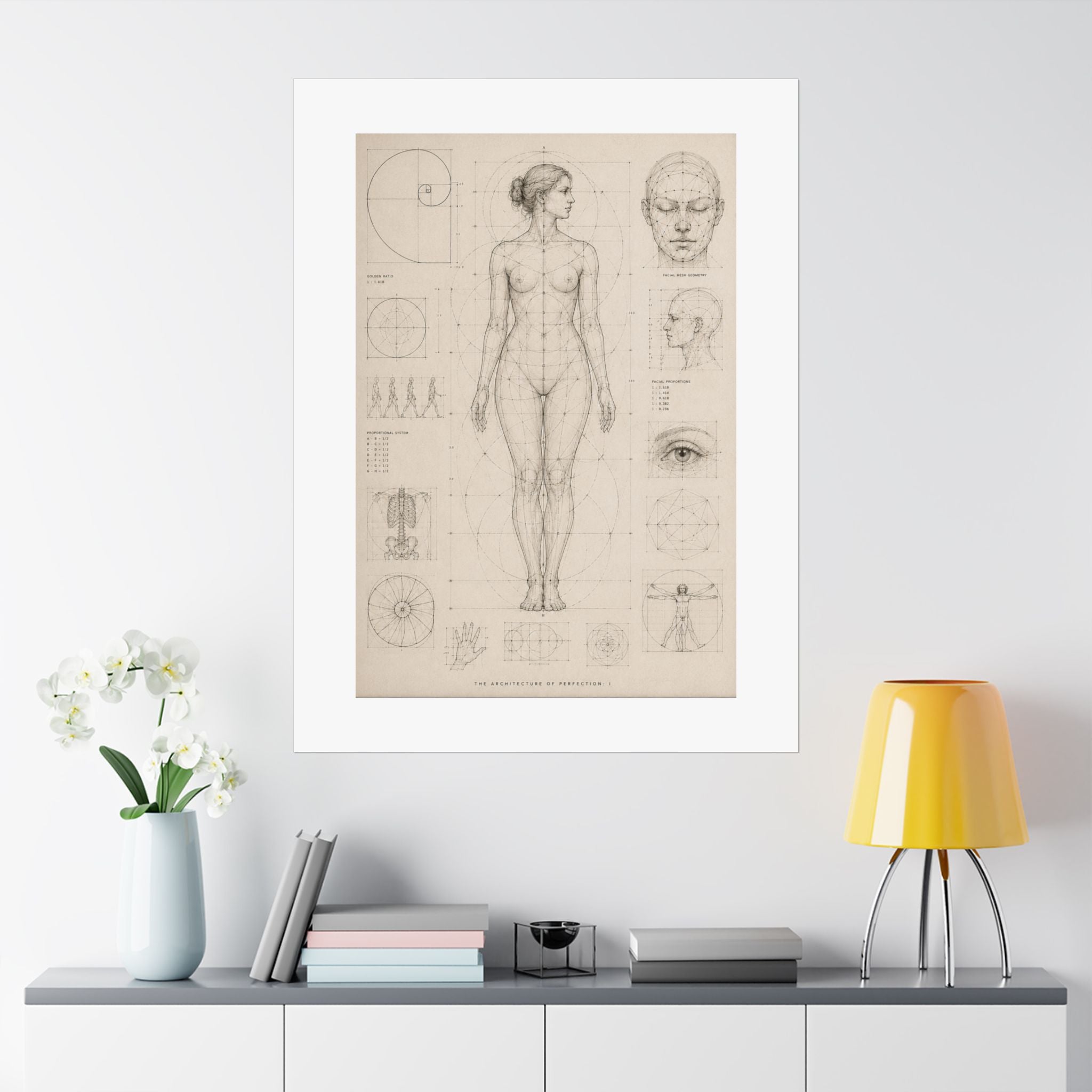 Anatomical Study Matte Poster — Vintage Human Proportions Print