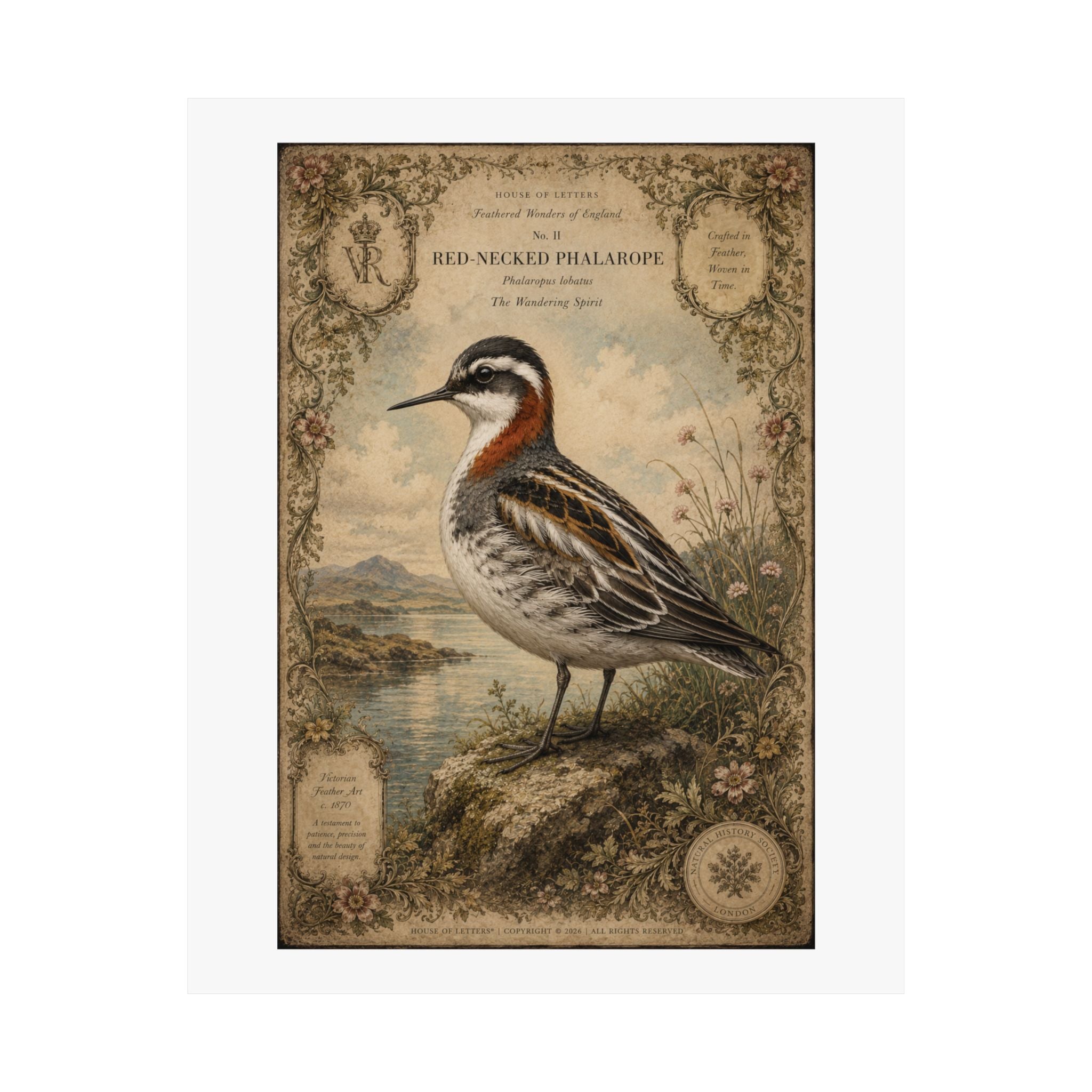 Vintage Shorebird Poster — Red-necked Phalarope Matte Print