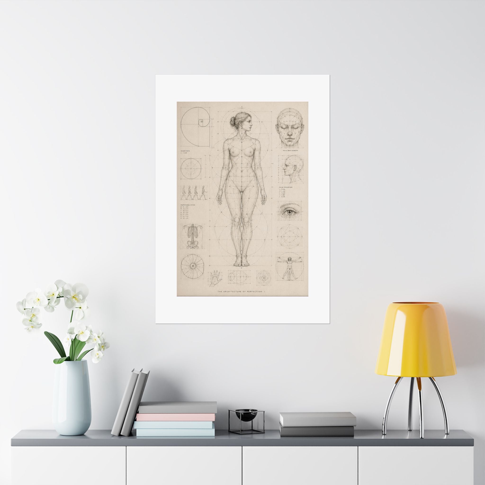 Anatomical Study Matte Poster — Vintage Human Proportions Print