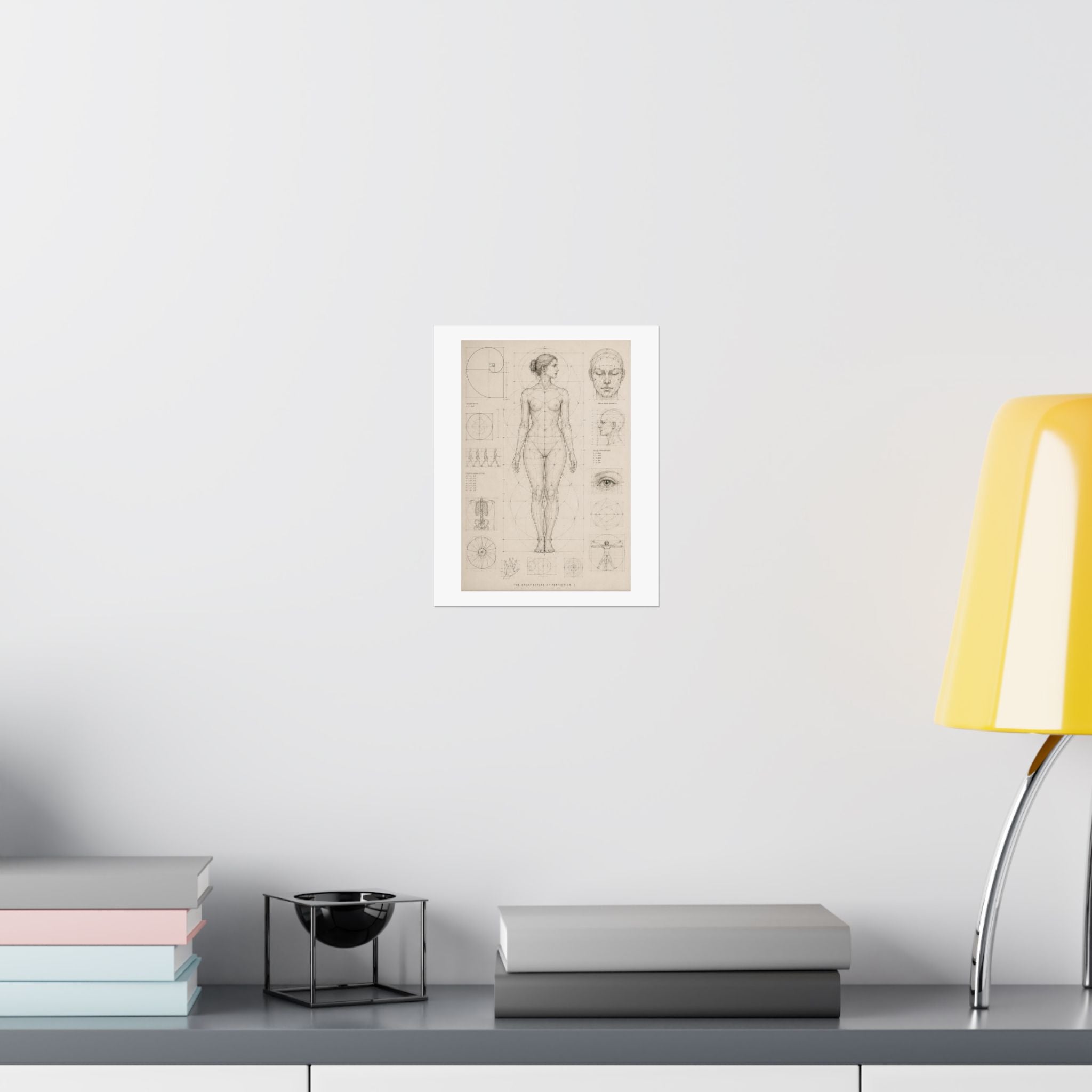 Anatomical Study Matte Poster — Vintage Human Proportions Print