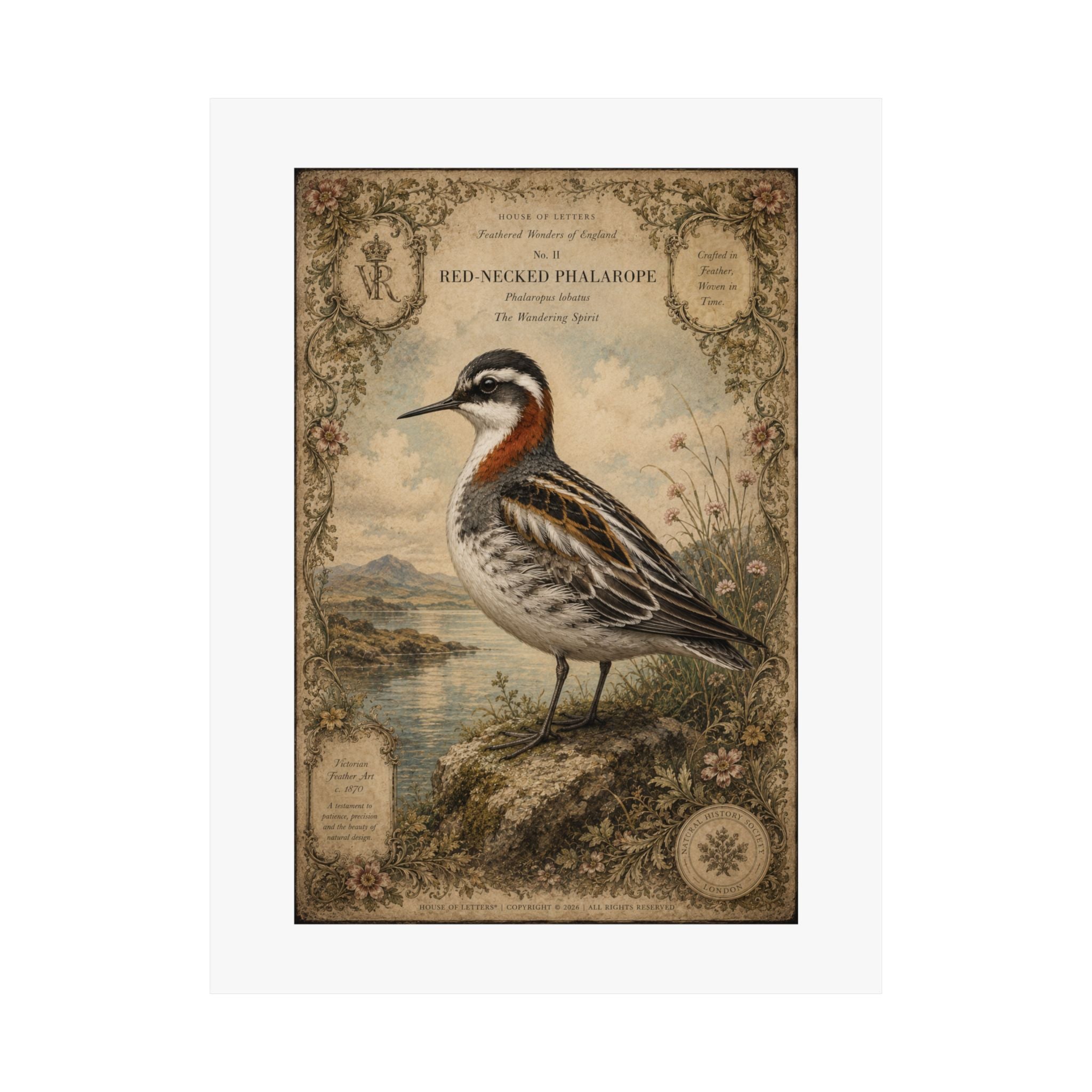Vintage Shorebird Poster — Red-necked Phalarope Matte Print